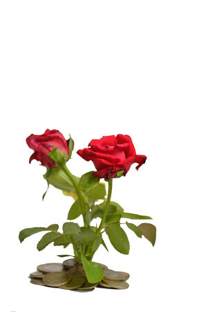 Rose tree with leaf on golden coinの写真素材