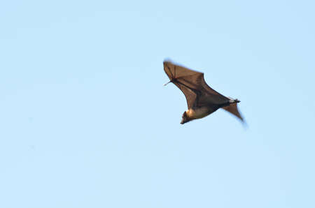 Indian flying fox flying on a blue skyの写真素材