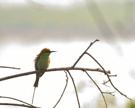 A bird sitting on a branch near a lakeの写真素材