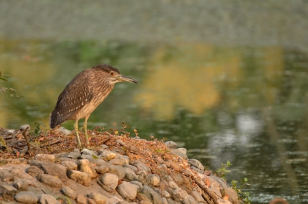 Herons searching for food near a lakeの写真素材