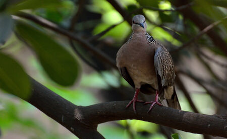 Single dove sitting on a branch of a treeの写真素材