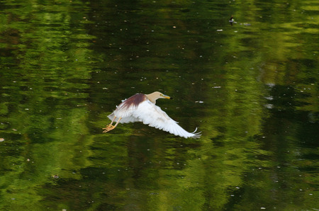 White heron flying over a green lakeの写真素材