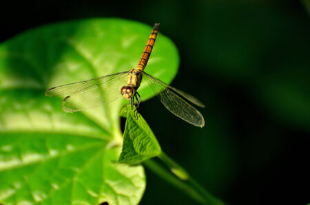 Dragonfly and a green leaf
