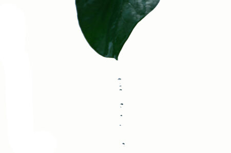 Blue water drops falling from a green leaf on white backgroundの写真素材