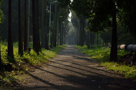 Road through a rain forest in an afternoon when shadow of trees cast over the road