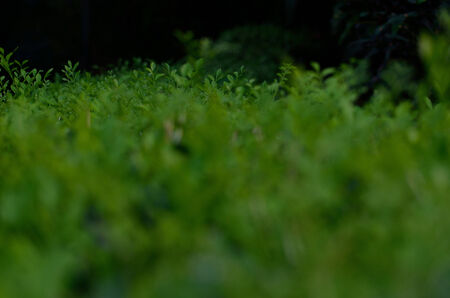 Green grassの写真素材