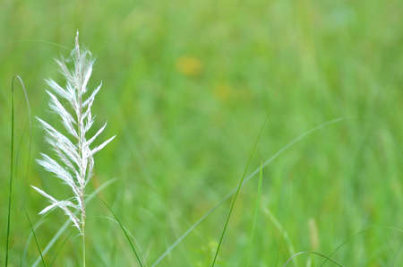Single white flower on green backgroundの写真素材