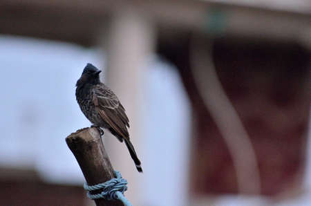Indian bird on a brunch
