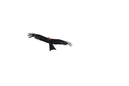 A eagle isolated on a white background