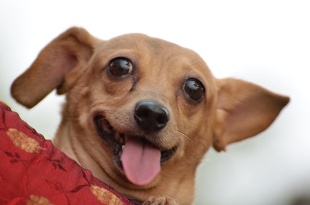Portrait of a happy golden furred dogの写真素材