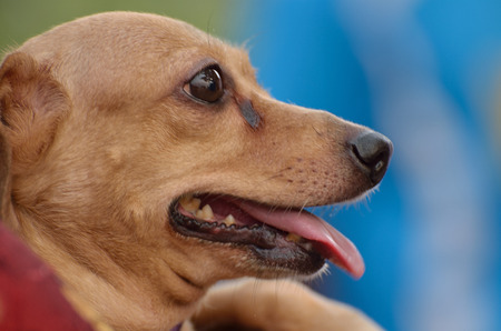 Portrait of a happy golden furred dogの写真素材