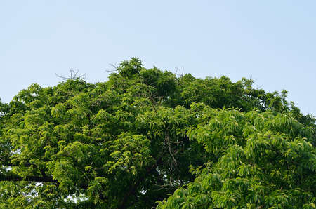 Natural tree topの写真素材