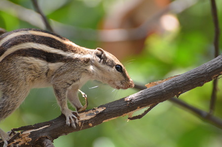 squirrel sitting on a branch and eatingの写真素材