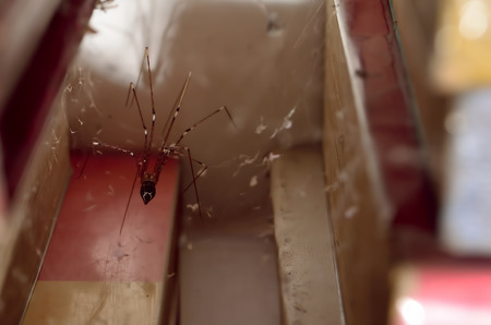 Long legged spider.