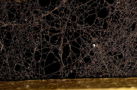 Dust illuminated on dark backgroundの写真素材
