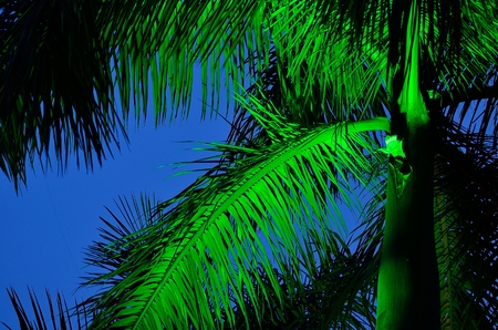 Tree is decorated by fluorescent light in a festival.の写真素材