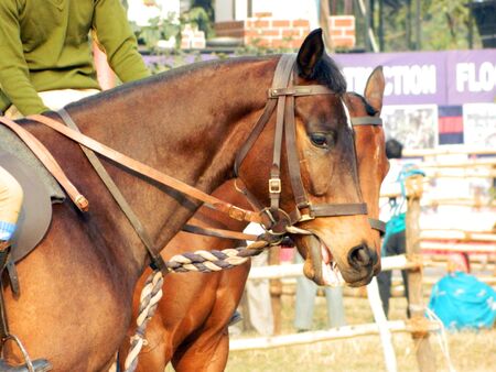 Mounted police riding hoers in ground for security.