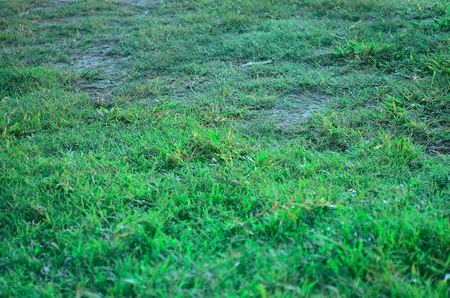 Grass texture background with copy space