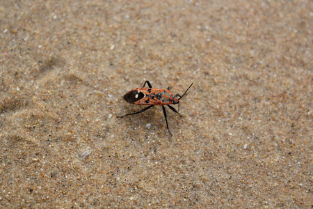 Insect on beach sand