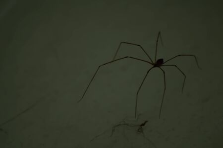spider in dirty white wall.の写真素材