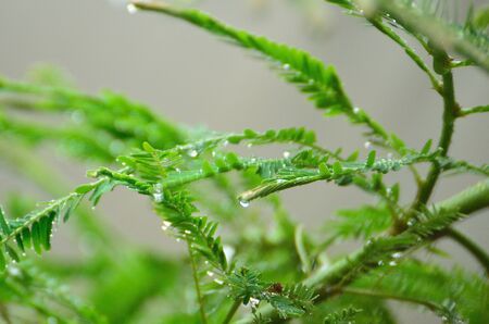 Raindrops on green leaf.の写真素材