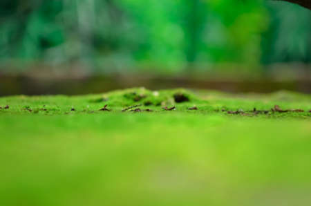 Wet green moss on wall.の写真素材