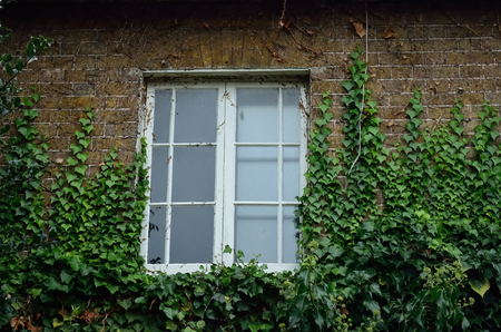 Classic white window with plant in brick wall.の写真素材