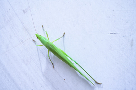 Grasshoppers on isolated white background.の写真素材