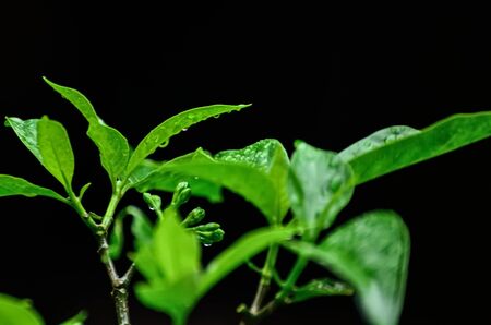 Rain drop dripping from green leaf