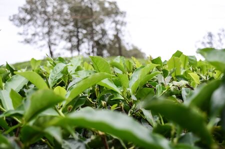 Close-up of green tea leaves.の写真素材