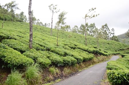 Tea plantation in Kerala, India