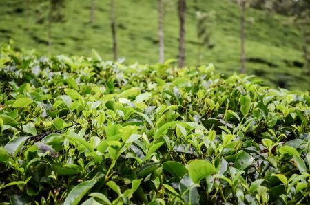 Green tea leaves.