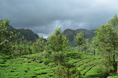 Tea plantation in Kerala, India.