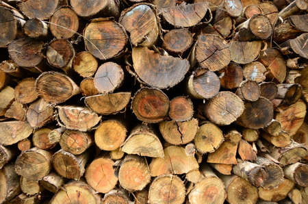 Tree logs as a background.