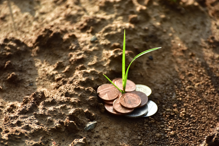 Plant in coinの写真素材