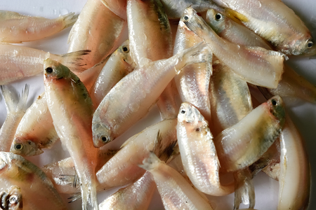 Fresh mackerel fish stack on white tableの写真素材
