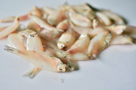 Fresh mackerel fish stack on white table