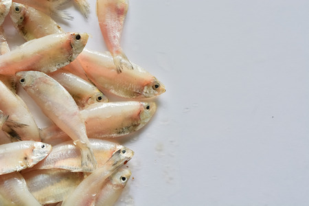 Fresh mackerel fish stack on white tableの写真素材
