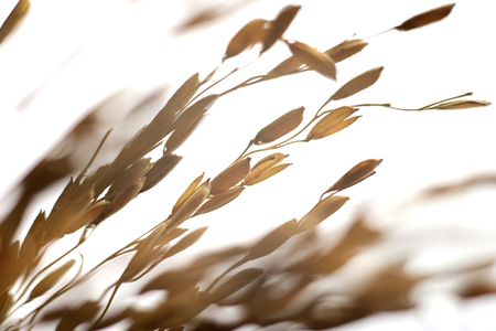 Yellow paddy rice grain isolated on white background