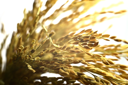 Yellow paddy rice grain isolated on white backgroundの写真素材