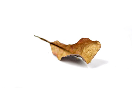 Autumn dry brown leaf lying on white background.