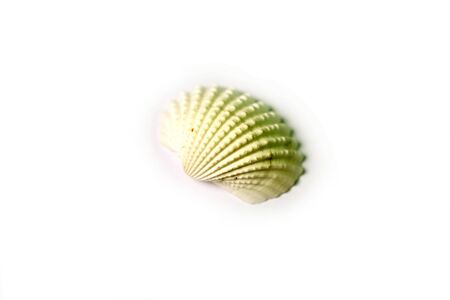 Isolated shot of seashell on white backgroundの写真素材