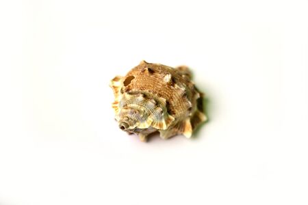 Isolated shot of seashell on white backgroundの写真素材