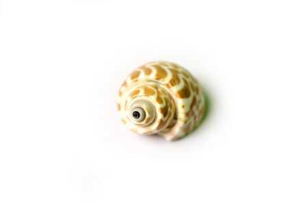 Isolated shot of seashell on white backgroundの写真素材