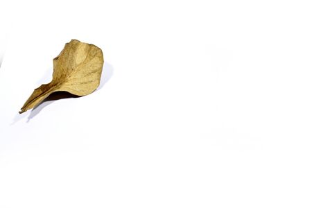 dry brown leaf isolated on white background