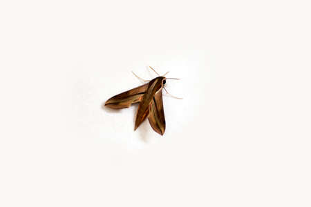 Close up of wild insect isolated on white background