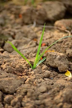 Plant growing out from fertile land