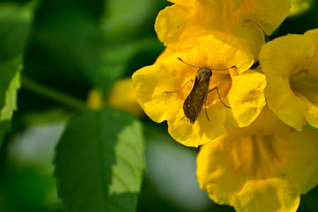 Close-up of insects sucking honey from yellow flower in green plant