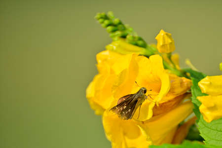 Close-up of insects sucking honey from yellow flower in green plant