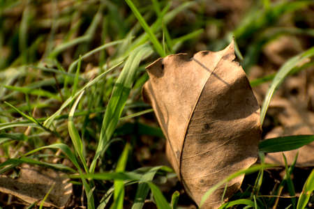 Cricket pitch texture background of soil favorite for fast bowler